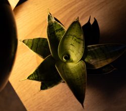 Photo wood grain table lamp