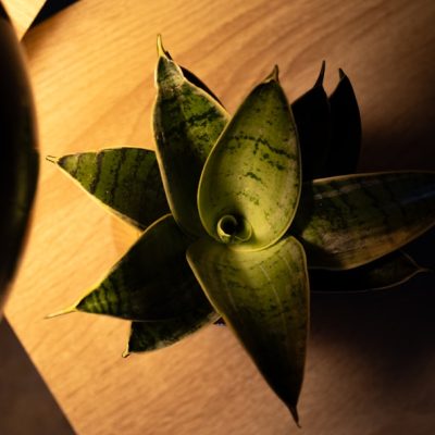 Photo wood grain table lamp