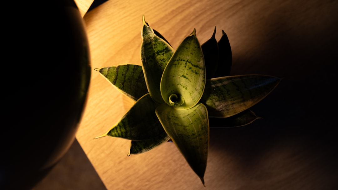 Photo wood grain table lamp